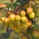 Măr ornamental fructe galbene 220-250cm,10/12,  C35f